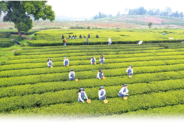 从追思怀远到踏青赏花，来浏阳过一个风清景明的清明