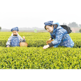 2026春之声丨“淳”味茶香 客似云来