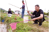 从卖虾到钓虾，一亩田里“长出”多重效益