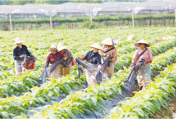 6万亩烟田揭膜培土正当时