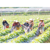 6万亩烟田揭膜培土正当时