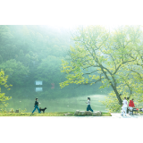 春风吹绿双枫浦