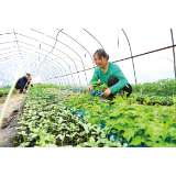 春种好时节 菜苗销售忙