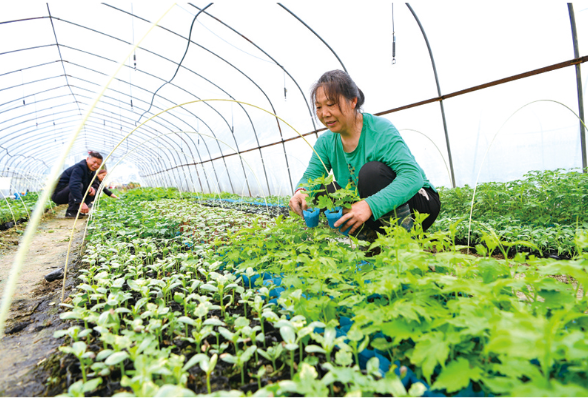 春种好时节 菜苗销售忙