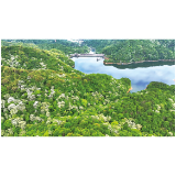 桐花盛放成景