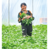 浏阳好物丨浏阳河畔菜正鲜