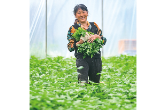 浏阳好物丨浏阳河畔菜正鲜