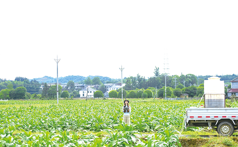 04版-烟叶-2.jpg
