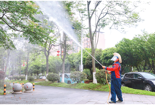 迅速启动城区栾树虫害专项治理