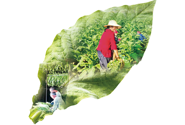 千亩烟田六月开烤 晚稻八月接力下地