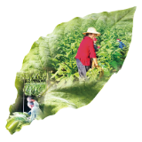 千亩烟田六月开烤 晚稻八月接力下地