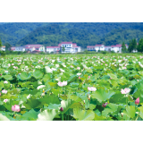 夏日荷景上线
