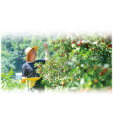 紫玉压枝低 甜了舌尖 富了村民