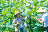浏阳好物丨山冲莲蓬甜透心，蔬菜村里玉米香