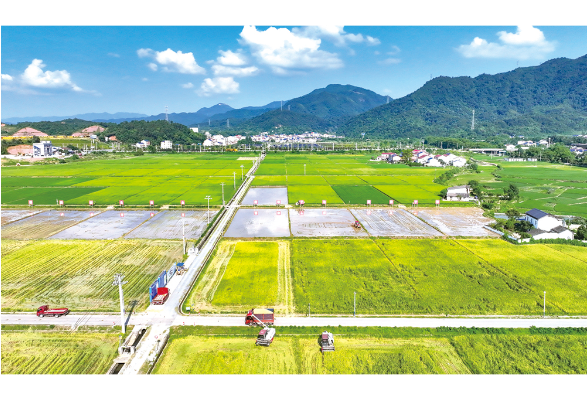 万亩示范片“双抢”忙