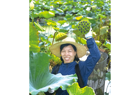 党代表风采丨张临英：把荷花种成了“致富花”