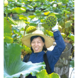 党代表风采丨张临英:把荷花种成了“致富花”