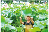浏阳好物丨荷塘深处钓起“淡水虾王”