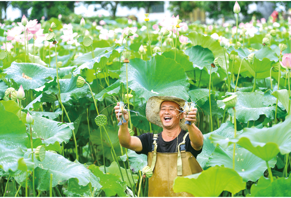 浏阳好物丨荷塘深处钓起“淡水虾王”
