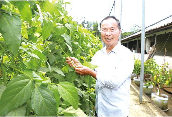 浏阳好物丨浏阳拖泥豆的“重生”
