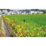 田埂边种花 好看更防虫