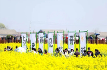 《三十年·君须记》系列报道⑪ | 花开时节恰逢“君”——君山建区三十周年与油菜花海相遇之际