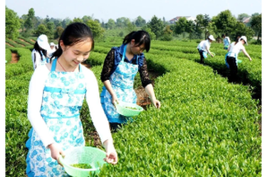 《三十年·君须记》系列报道㊻ | 一盏茶里的“新”与“旧”——君山建区三十年茶文创观察