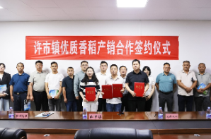 良种赋能稳产增收 品牌助力稻业振兴——许市镇举办香夏两优8773优质香稻新品种现场观摩会