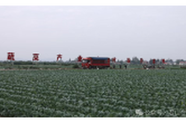 君山区：包菜“包”您满意！今冬头茬“甜绿”抢鲜上市