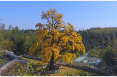 觀景正當時！君山六百五十余年古銀杏披上“黃金甲”