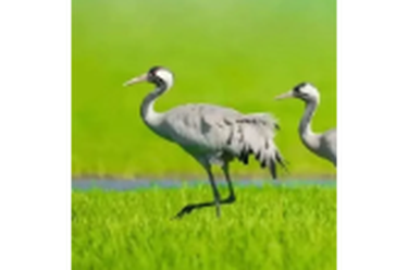 邂逅湿地精灵：在钱粮湖镇，把初冬暖阳装进相册和记忆里