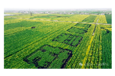 春风又绿江南岸，油菜花开待君来——湖南省第五届油菜花节即将在君山区良心堡镇盛大开幕