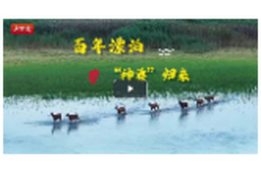 深度｜麋鹿回歸中國(guó)四十載生態(tài)啟示錄：漂泊百年 “神獸”歸來(lái)