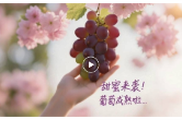 甜蜜来袭！君山区“彭激光葡萄”成熟上市