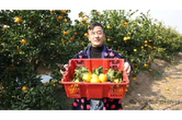橘子甜度，柚子口感！君山这款“宝藏水果”丰收了