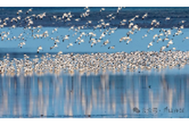 从生态共享到家园共建 与候鸟共享绿水青山