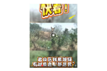 呦呦鹿鸣 请侧耳听——君山区钱粮湖镇有对麋鹿“新居民”！