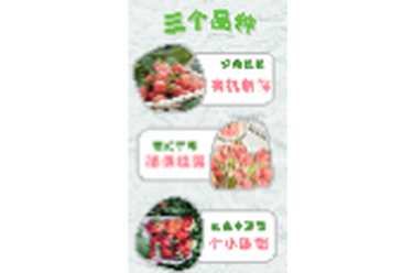 春日的红宝石：鸟语林“三色草莓”采摘季正式开启