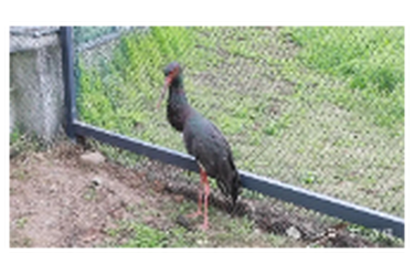 洞庭早春里的生命守护：一只黑鹳获救记