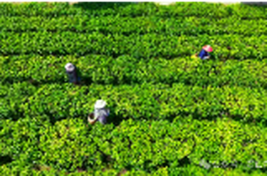 君山春茶开园忙 乡村振兴添茶香