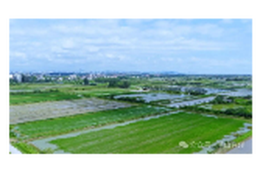 青春扎根千亩田 科技种出万家丰——00后新农人带领农户走出粮食种植提质增收新路径