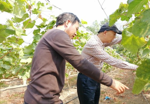 宁远:果蔬专家齐把脉,助力乡村同振兴_副本500.jpg 宁远:果蔬专家齐把脉,助力乡村同振兴_副本500.jpg