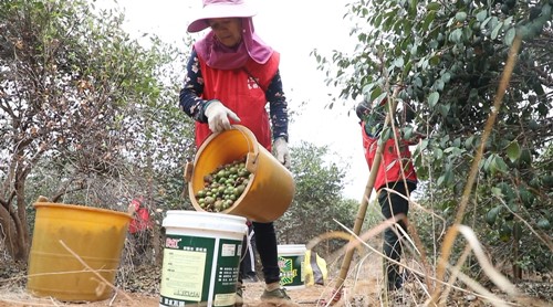 宁远太平镇：59.8万亩油茶丰收采摘忙2_副本500.jpg