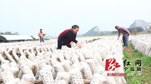 【稳就业 强基础 富家乡】宁远：特色种植助推乡村振兴 (1)_副本500.jpg