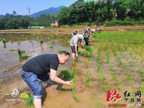 “插秧队”不嫌累，助春耕真有味_副本500.jpg