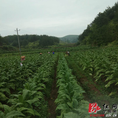 3000余亩烤烟进入采摘烘烤阶段2_副本500.jpg