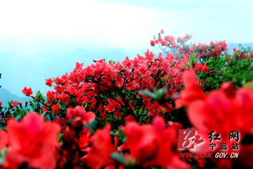 宁远 ：汉皇殿万亩杜鹃花开1 1000 拷贝.jpg