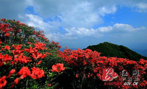 宁远 ：汉皇殿万亩杜鹃花开3 1000 拷贝.jpg