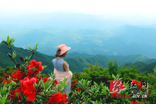 宁远 ：汉皇殿万亩杜鹃花开5 1000 拷贝.jpg