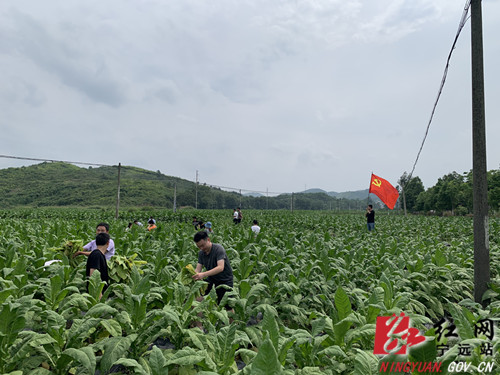 鲤溪镇：情系烟农办实事  机关“党日”党味浓_副本500.jpg